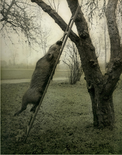 Ingar Krauss
