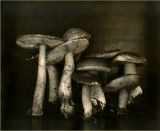 Ingar Krauss